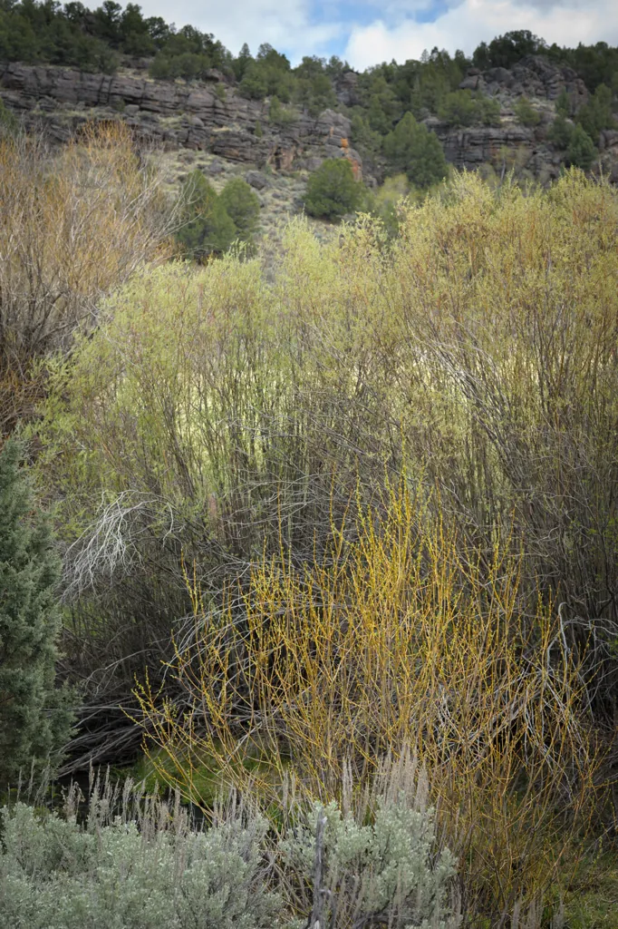 Stoneman Creek colors