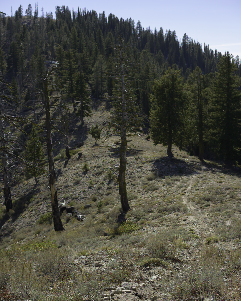Rabbit Creek Trail