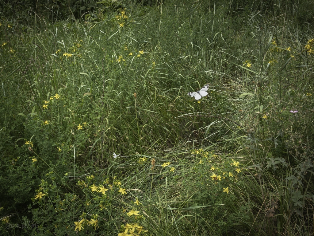 Butterflies