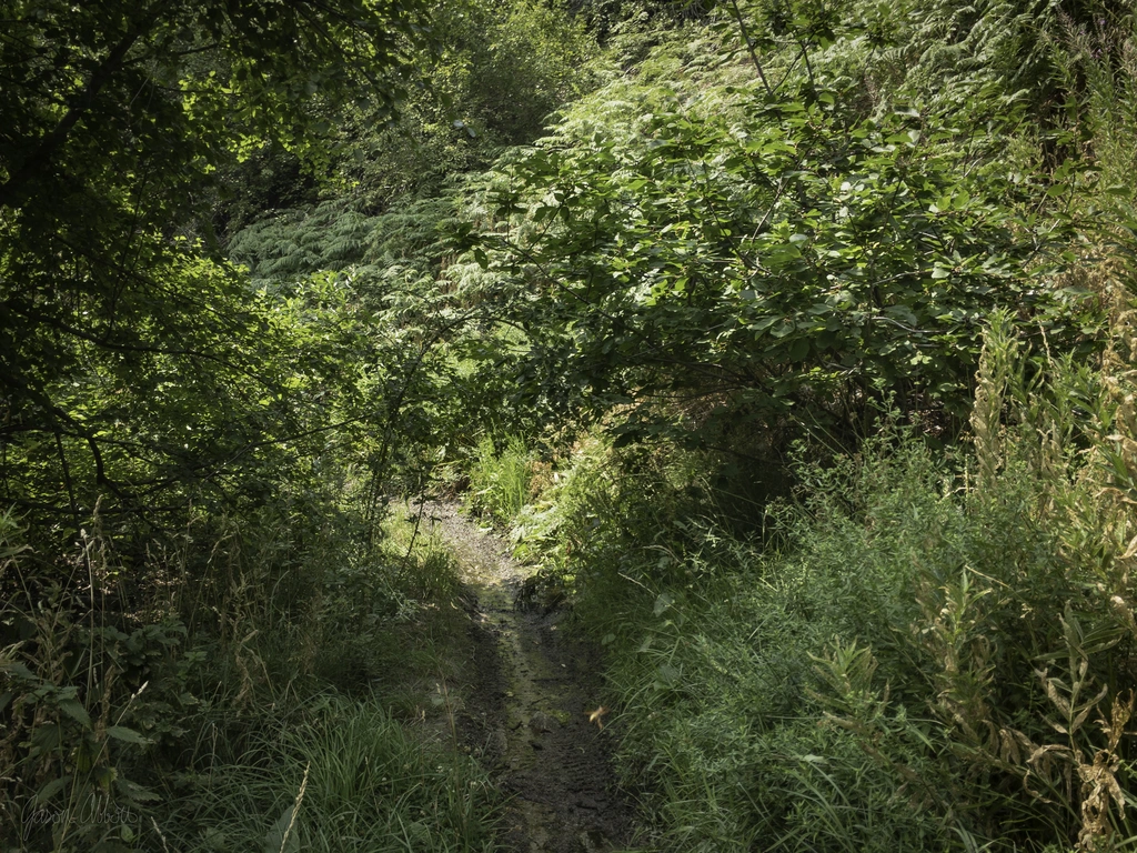 Mud