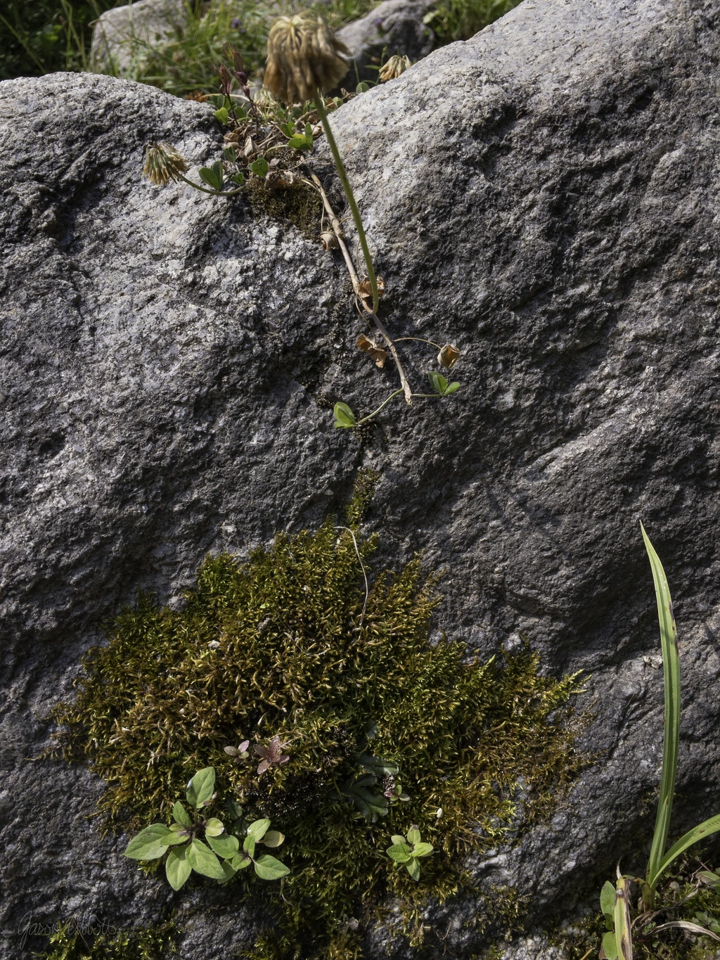 Dry moss