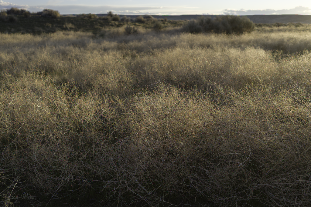 Amber waves of weeds