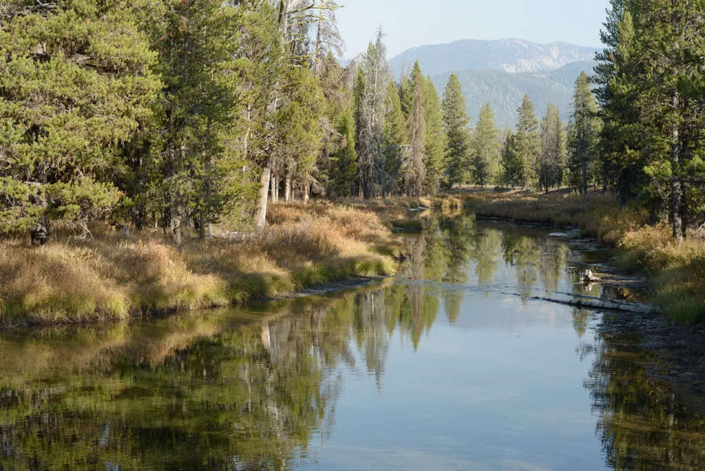 Creek between trees
