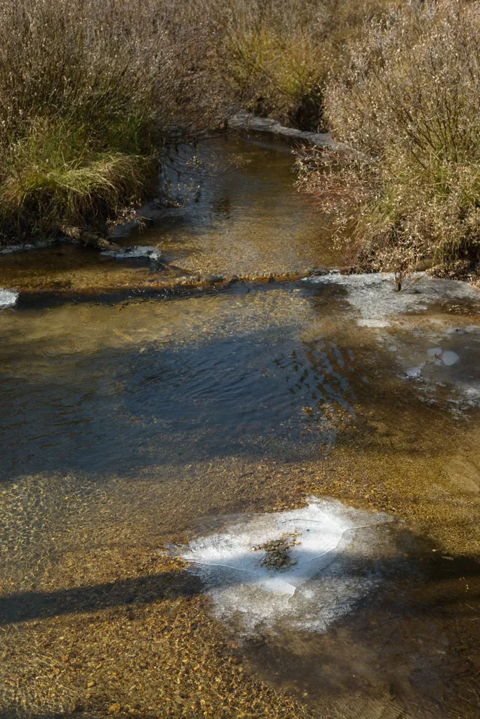 Morning thaw on a little creek