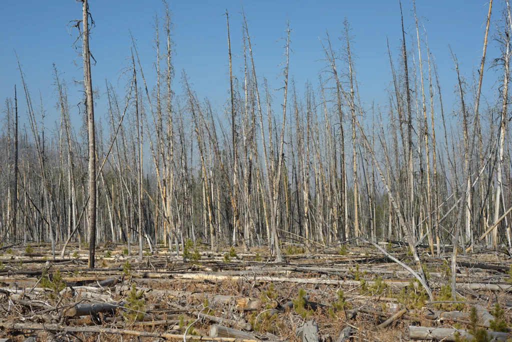 Bear Valley burn
