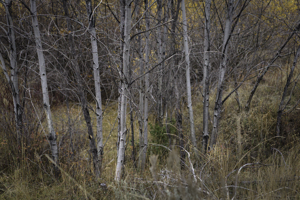 Little copse