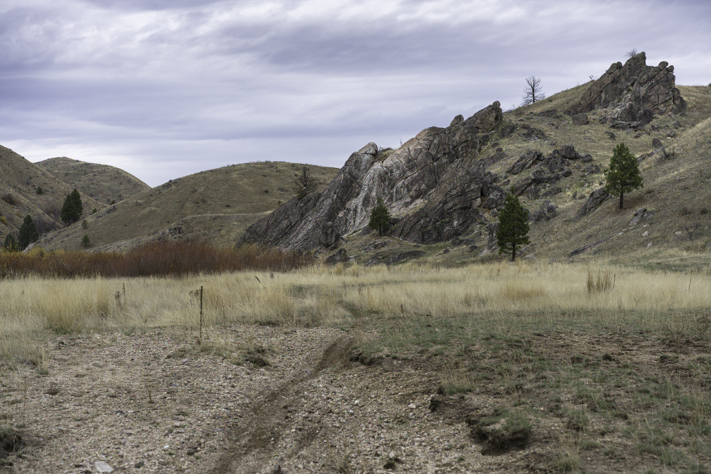Desert meadow