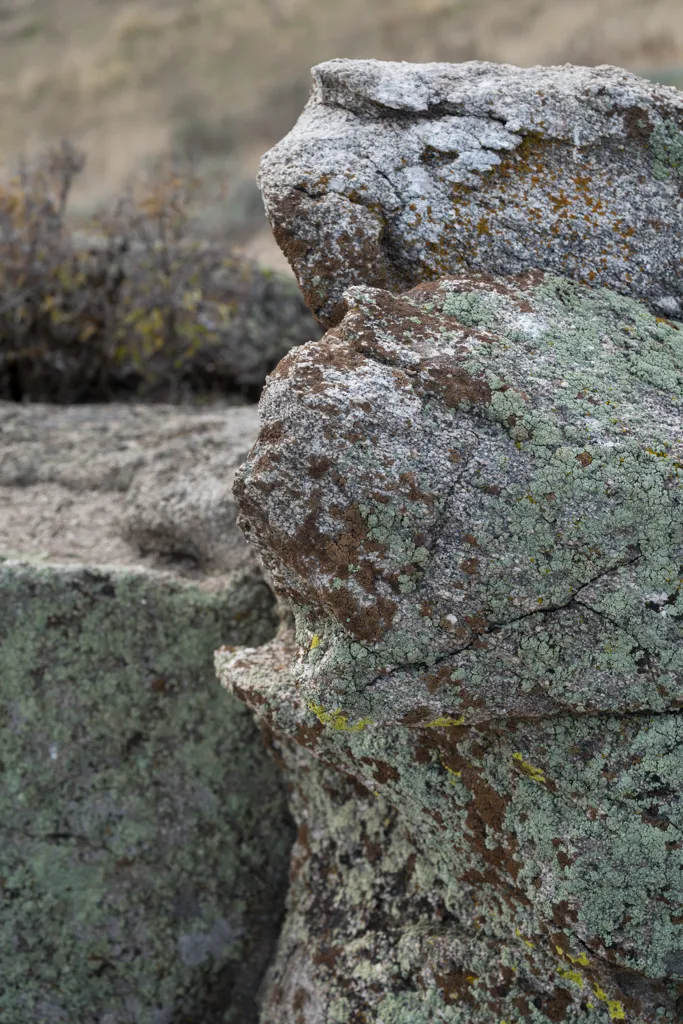 Lichen divide