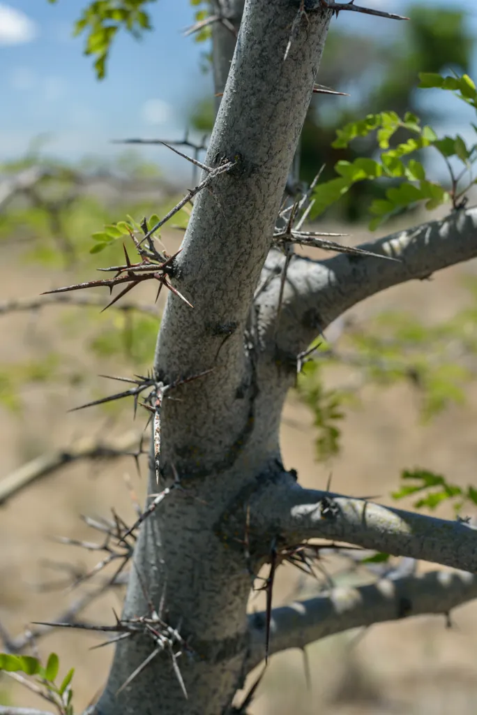 Crown of thorns