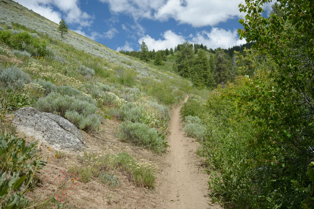 Trail 125