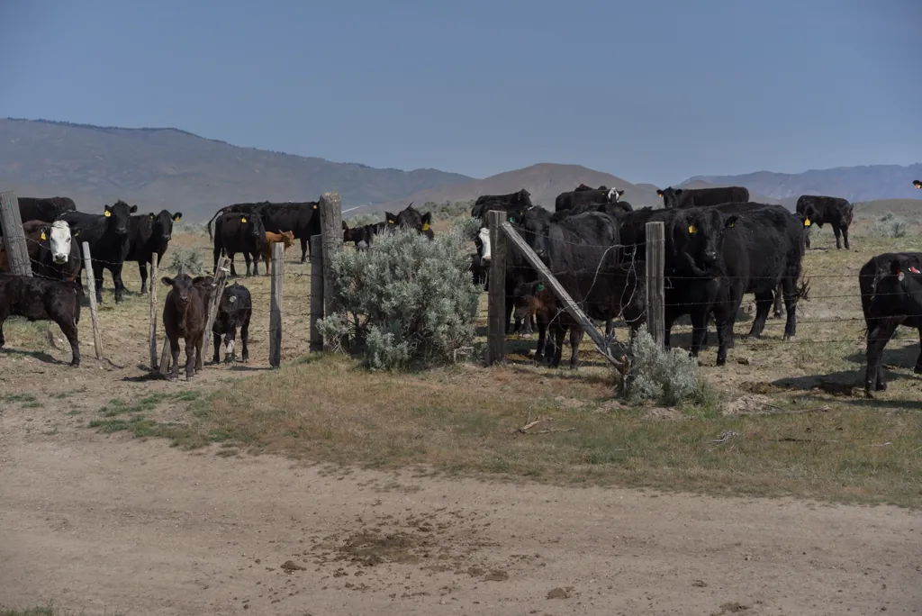 Bovine