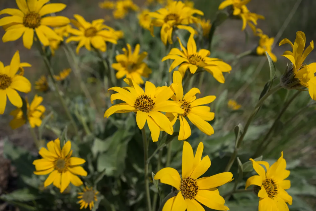 Arrowleaf