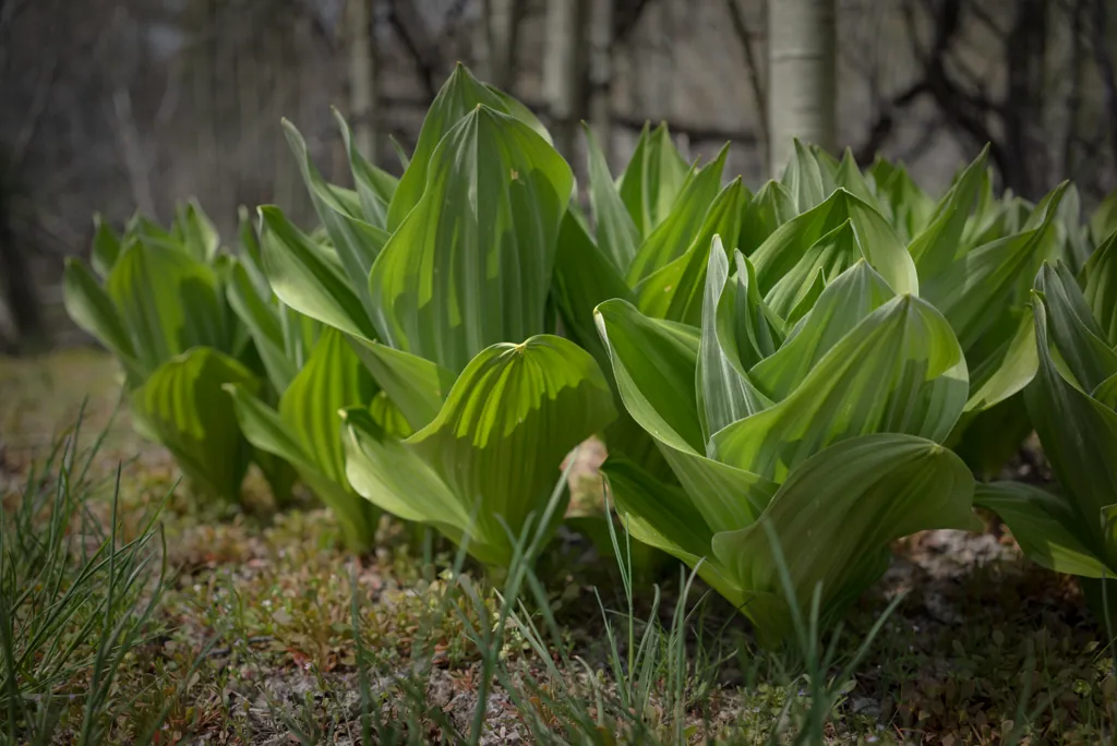 Cabbage