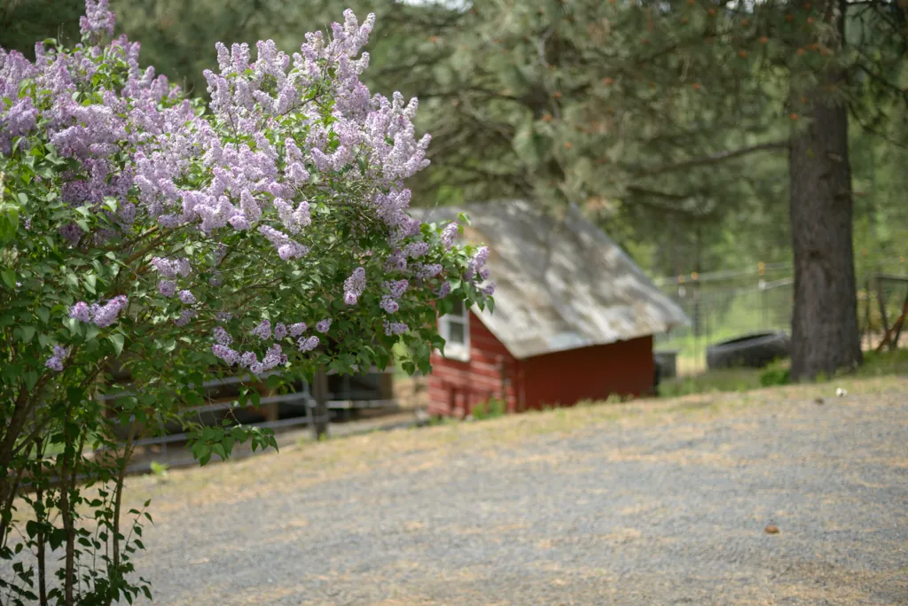 Lilacs on the little farm