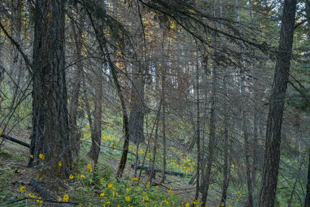 Along Fireplace Trail