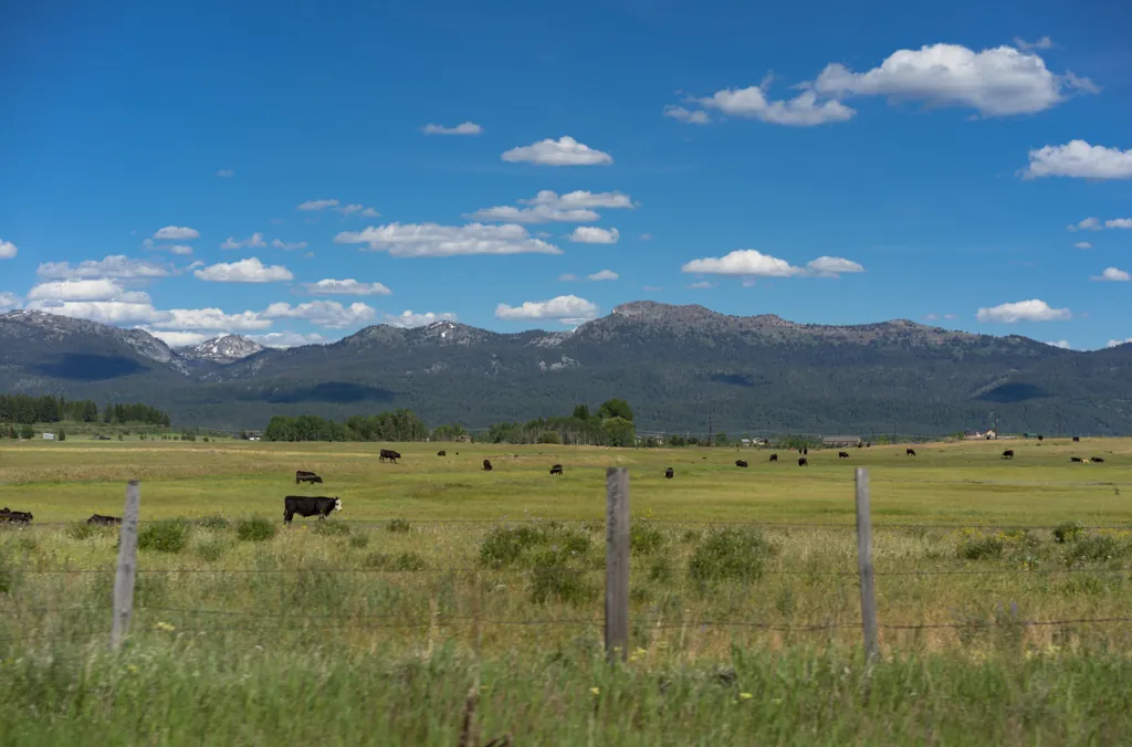 Long Valley cows