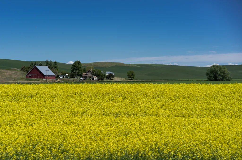 Rapeseed bloom