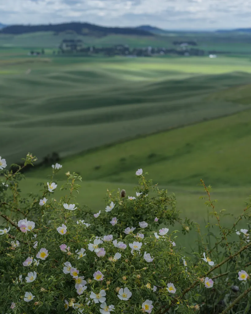 Wild roses
