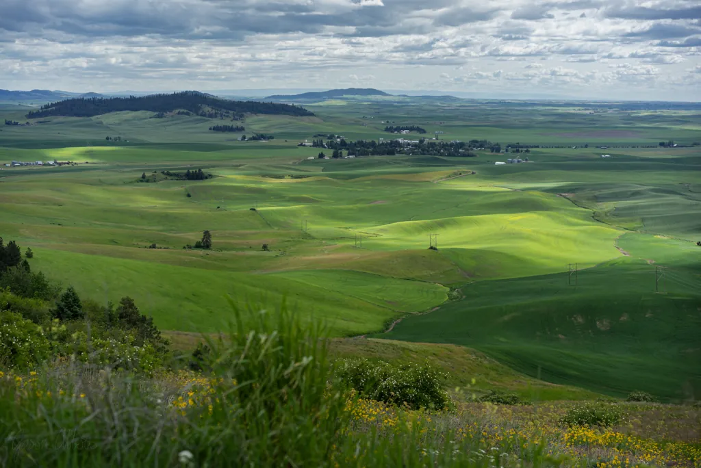 Green blanket