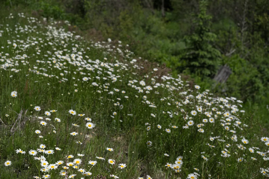 A million daisies