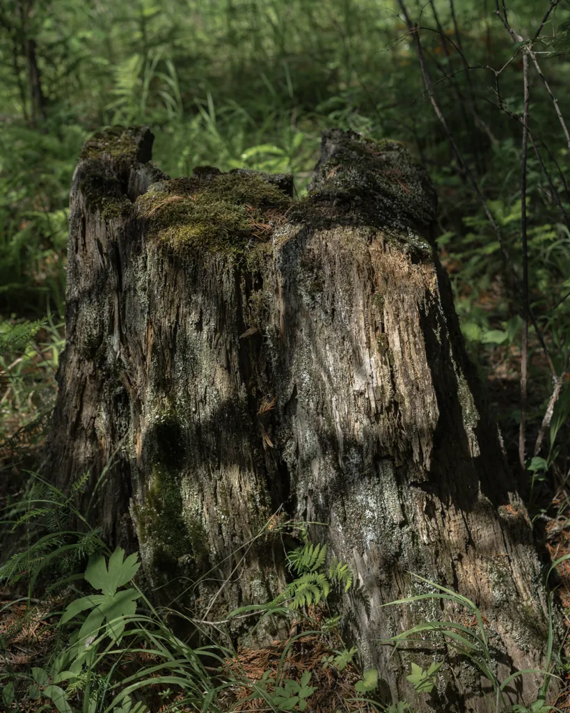 Old stump