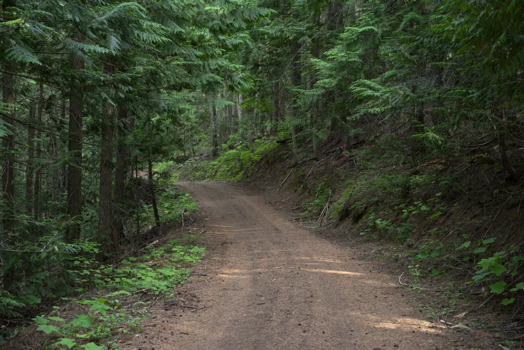 Cedars
