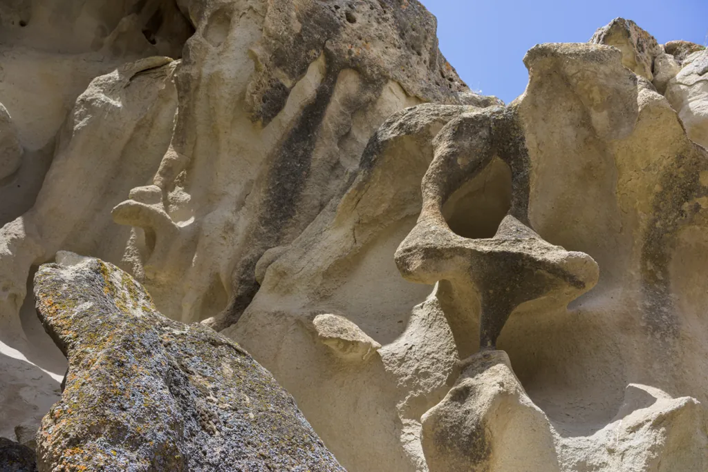 Ossicles