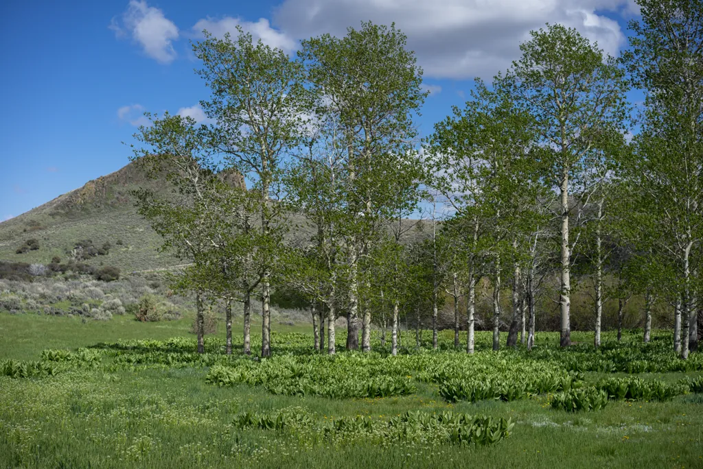 Desert aspens