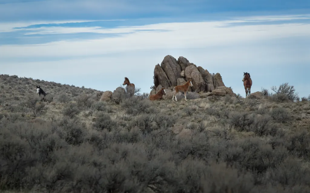 Wild horses
