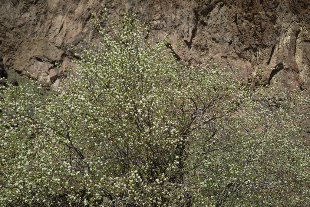 Blossoms along the way